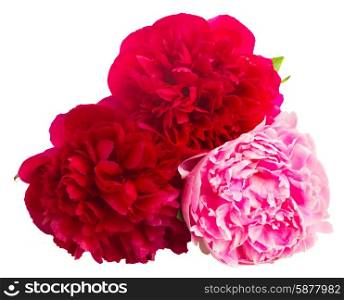 pink and red peonies. fresh pink and two red peonies isolated on white background