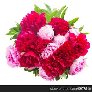 pink and red peonies. round bouquet of fresh pink and red peonies isolated on white background