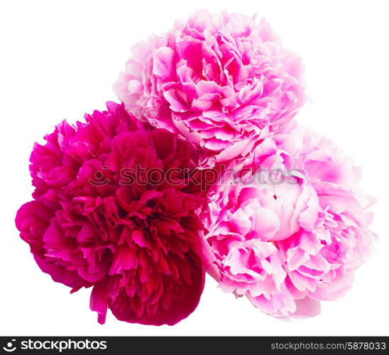 pink and red peonies. two pink and one red peonies isolated on white background