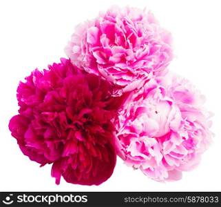 pink and red peonies. two pink and one red peonies isolated on white background