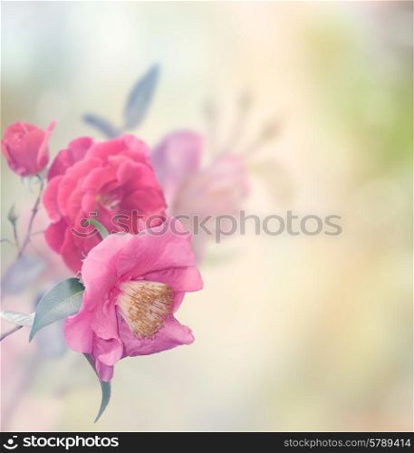 Pink And Red Roses Blossom
