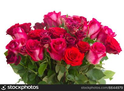 pink and red  roses  close up isolated on white background. Border of red and pink roses 