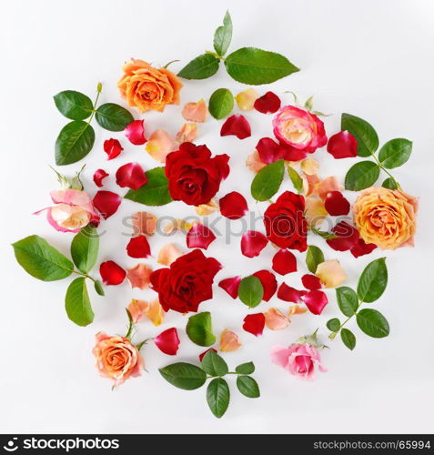 Pink and red roses isolated on white background. Flat lay, top view.