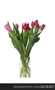 Pink and Red Tulips in glass vase on pure white background