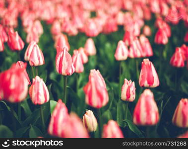 Pink and red tulips with rain drops. Beautiful blooming flowers in spring garden, vibrant floral background with vintage toning for design. Instagram style