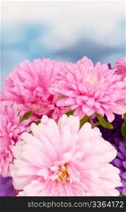 Pink and Violet Dahlia Flowers on Blue Background