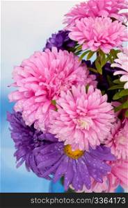 Pink and Violet Dahlia Flowers on Blue Background