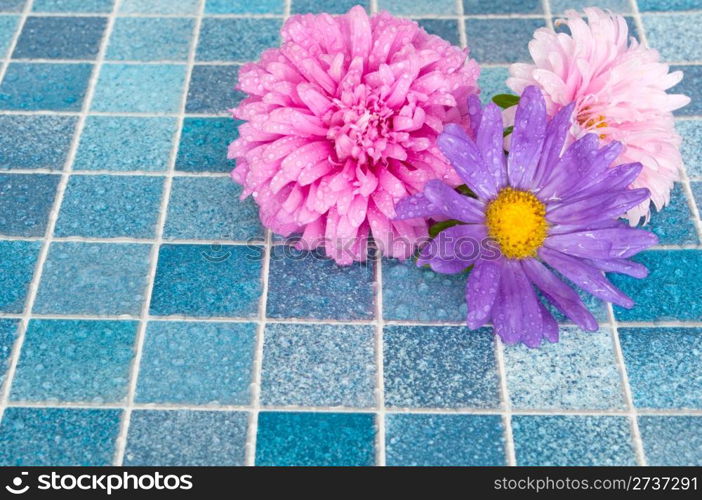 Pink and Violet Dahlia Flowers on Blue Bathroom Tiles