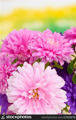 Pink and Violet Dahlia Flowers on Green Background