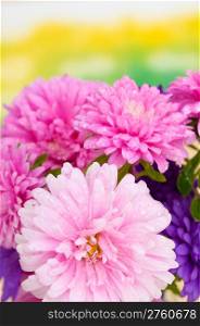 Pink and Violet Dahlia Flowers on Green Background