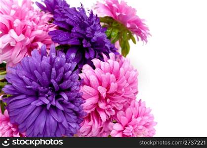 Pink and Violet Dahlia Flowers on White Background