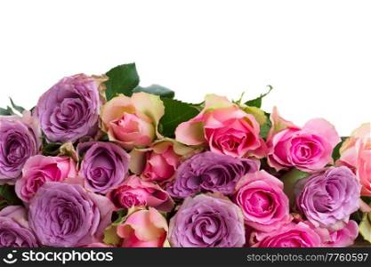 pink and violet fresh roses border isolated on white background. bouquet of fresh roses