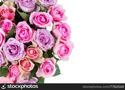 pink and violet fresh roses close up border isolated on white background. bouquet of fresh roses