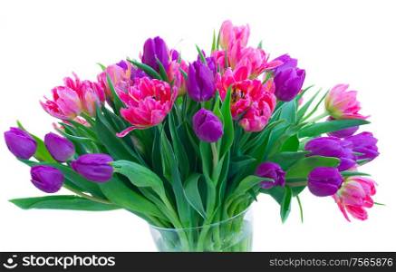 Pink and violet fresh tulip flowers bouquet isolated on white background. Pink fresh tulips