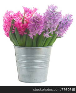 Pink and violet hyacinths in metal pot  isolated on white background. Pink and violet hyacinths