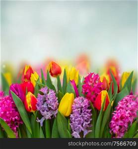Pink and violet hyacinths with tulips fresh flowers border on blue background with copy space. hyacinths and tulips
