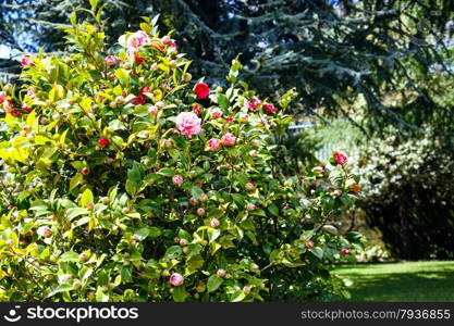 pink and white blossom on camellia bush in sunny spring day, Sicily