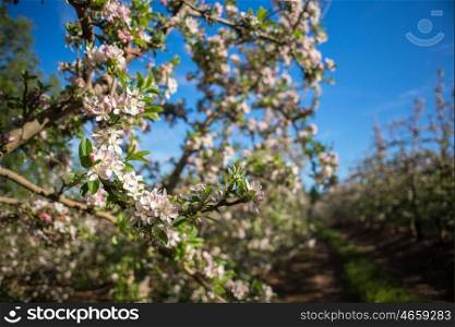 Pink and white blossoms on a pear tree within a pear plantation.