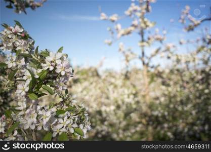 Pink and white blossoms on a pear tree within a pear plantation in early spring.
