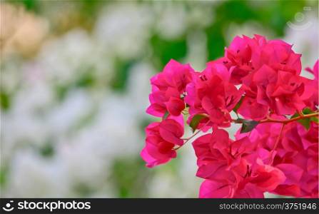 pink and white color bougainvillea flower