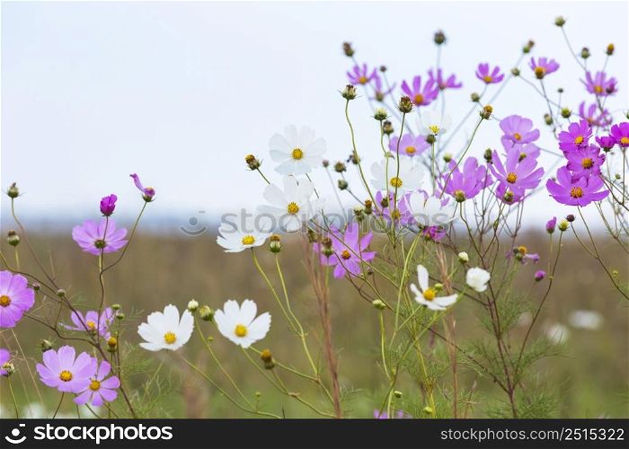 Pink and white cosmos flowers South Africa