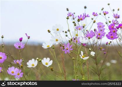 Pink and white cosmos flowers South Africa