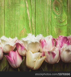 Pink and white curly tulips on a green wooden background with copy space. Tulips on green wooden background