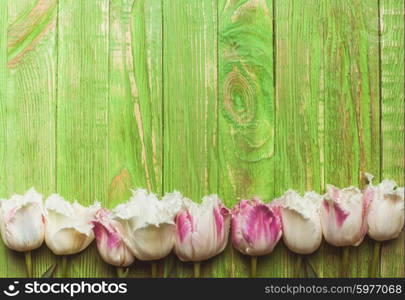 Pink and white curly tulips on a green wooden background with copy space. Tulips on green wooden background