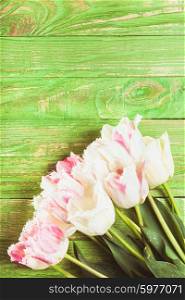 Pink and white curly tulips on a green wooden background with copy space. Tulips on green wooden background