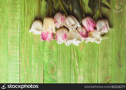 Pink and white curly tulips on a green wooden background with copy space. Tulips on green wooden background