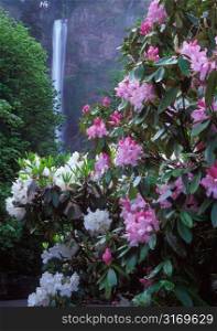 Pink And White Flower Blossoms Beneath A Beautiful Waterfall