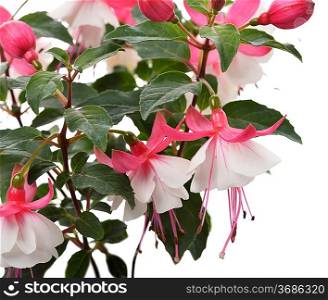 Pink And White Fuchsia Flowers