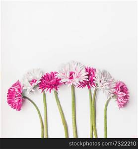 Pink and white gerbera daisy flowers at white background with copy space, top view. Flowers bunch