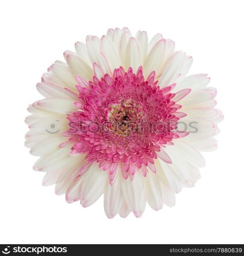 Pink and white gerbera flower, isolated on white background