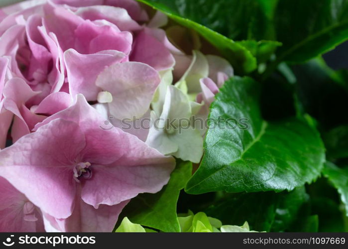 Pink and white hydrangea on black background. Close up view.. Pink and white hydrangea on black background.