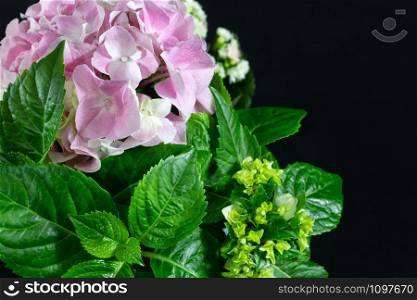 Pink and white hydrangea with leaves on black background. Close up view and copy space.. Pink and white hydrangea on black background.