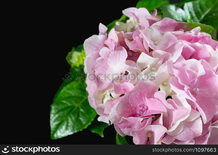 Pink and white hydrangea with leaves on black background. Top view and copy space.. Top view of pink and white hydrangea on black background.