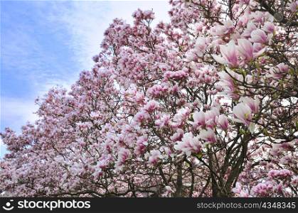 pink and white magnolia flowers on a trees