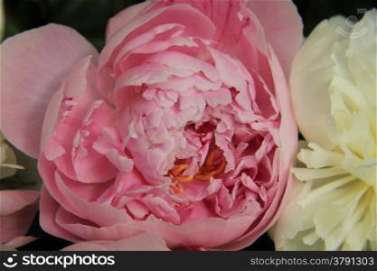 Pink and white peonies in a bridal bouquet