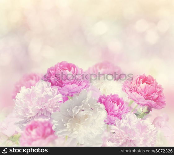 Pink and White Peony Flowers