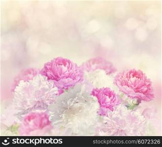 Pink and White Peony Flowers