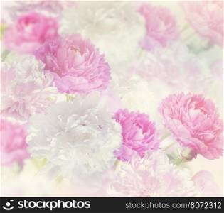 Pink and White Peony Flowers for Background