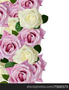 pink and white roses border isolated on white background. pink and white roses border
