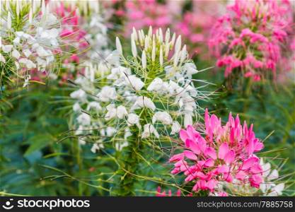 Pink And White Spider flower(Cleome hassleriana) in the garden for background use.