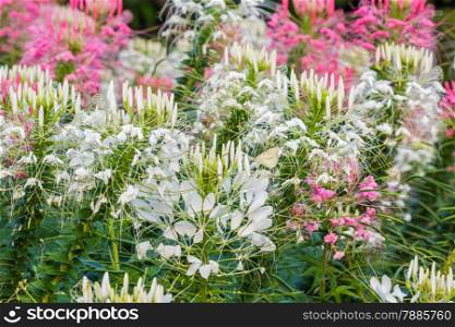 Pink And White Spider flower(Cleome hassleriana) in the garden for background use.