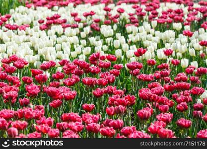 Pink and white tulips bloomed in the springtime