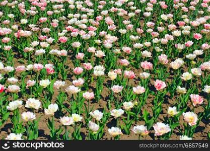 pink and white tulips on the flower-bed. pink and white beautiful tulips on the flower-bed