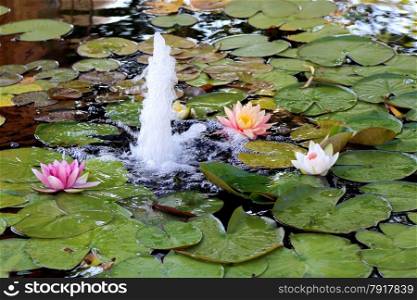 Pink and white water lilies on a pound next to a fountain