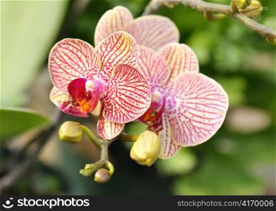 pink and yellow beautiful orchid flowers and buds