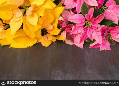 Pink and yellow christmas star flowers poinsettia on wooden background. christmas star flowers
